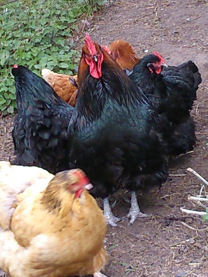 워크솝 Clumber Lane End Farm B&B 외부 사진